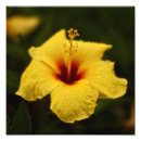 Recherche de de ketmie posters Plantes