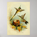 Suche nach kolibri poster Vintag