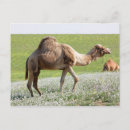 Recherche de camel cartes postales Sable