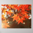 Suche nach rot blätter poster Natur