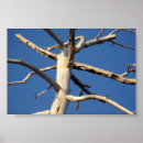 Suche nach mammutbaum poster Park