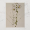 Recherche de fleurs 19ème cartes postales Pierre