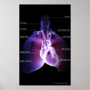 Recherche de organes humains posters Vertical