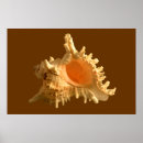 Recherche de mollusque posters Nature