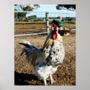 Recherche de coq posters Agriculture