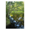 Suche nach wasserscheide poster Wald