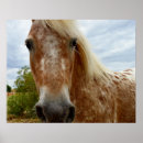 Suche nach appaloosa poster Pferd