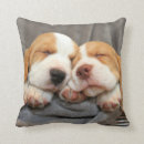 Recherche de chien de beagle coussins Chiots