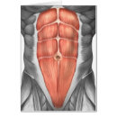 Recherche de ligament cartes postales Fibres musculaires