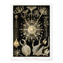 Suche nach haeckel poster Darstellung