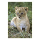 Suche nach afrikanischer lowe poster Katze