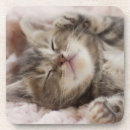 Suche nach leute untersetzer Katze