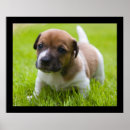 Recherche de jack russell posters Mignon