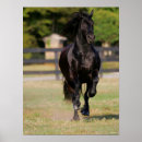 Suche nach friesian poster Bob sprache
