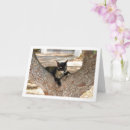 Suche nach kater karten Kitten