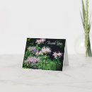 Suche nach bienenbalsam karten Blume