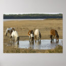 Suche nach ponys poster Assateague