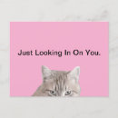 Recherche de chat rose cartes postales Félin