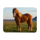 Recherche de islandais magnets Poney