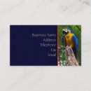 Recherche de perroquets cartes visite Vintage