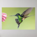 Recherche de flying bird posters Colibri