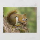 Recherche de meunier cartes postales Nature