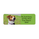 Recherche de de beagle photographie Canine
