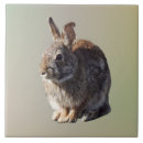 Recherche de assis carreaux Animal de compagnie