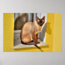 Suche nach schöne katzen poster Schwarz