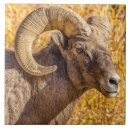 Recherche de bélier carreaux Faune