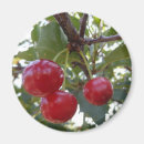 Recherche de cerises rouges magnets Fruit