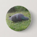 Recherche de pigeons badges Faune