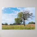 Suche nach oak tree poster Landschaft