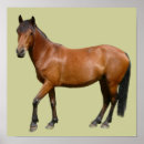 Recherche de conception de cheval posters Animal