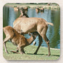 Recherche de cerfs communs dessous de verres Animal