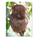 Suche nach tarsier Primat