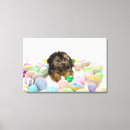 Suche nach yorkie poo poster Tier
