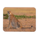 Recherche de impression magnets Safari