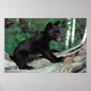 Suche nach bear poster Schwarzbär