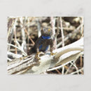 Recherche de lézard cartes postales Désert
