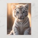 Recherche de tigre blanc cartes postales Animal