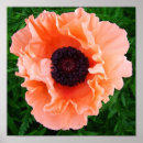Suche nach mohnblume kunst Mohnblumen blume