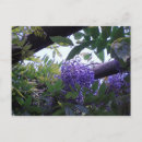 Recherche de glycine cartes postales Paisible