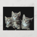Recherche de chaton adorable cartes postales Chatons