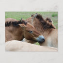 Suche nach wilder alle postkarten Naturfotografie
