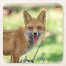 Suche nach roter fuchs untersetzer Natur