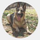 Recherche de de berger allemand autocollants Animal