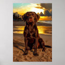 Suche nach schokolade labrador poster Haustier