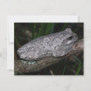 Recherche de petite grenouille cartes postales Animaux