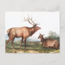 Suche nach elch vintage postkarten Tierwelt